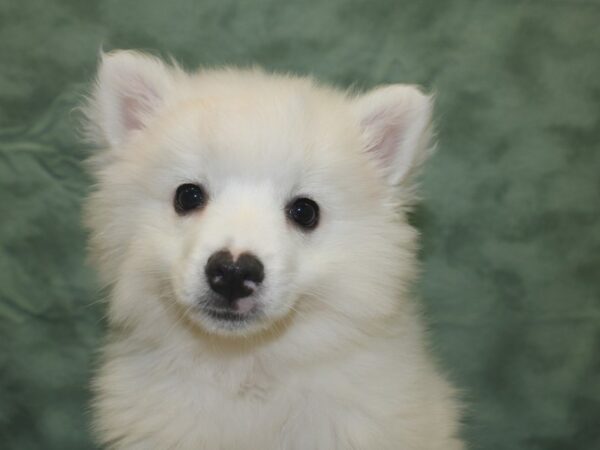 American Eskimo-DOG-Male-White-8349-Petland Rome, Georgia