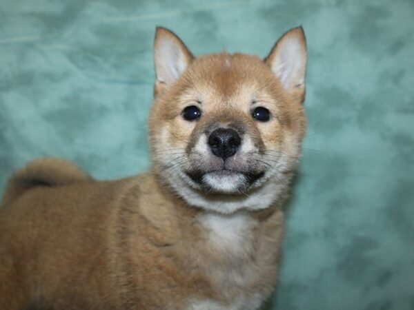 Shiba Inu DOG Male RED 18770 Petland Rome, Georgia