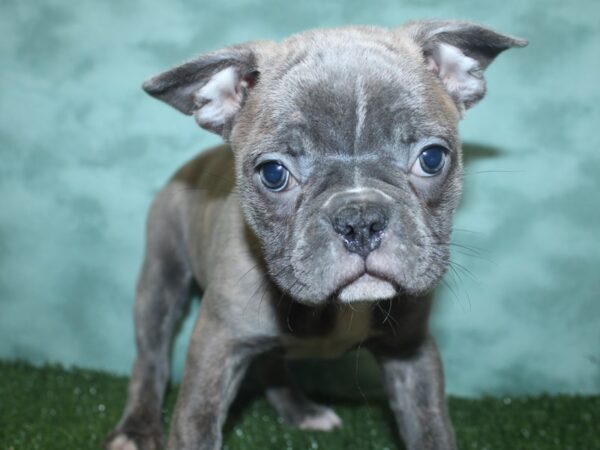 Frenchton-DOG-Female-CHOC MERLE-18778-Petland Rome, Georgia