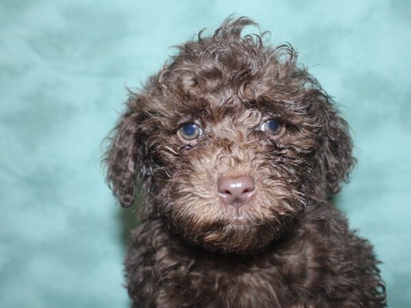 Miniature Poodle DOG Male choc 18776 Petland Rome, Georgia