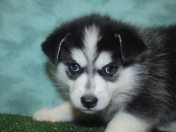 Pomimo-DOG-Male-BLK WHITE-8364-Petland Rome, Georgia