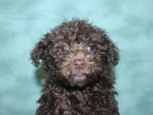 Miniature Poodle DOG Male choc 8363 Petland Rome, Georgia