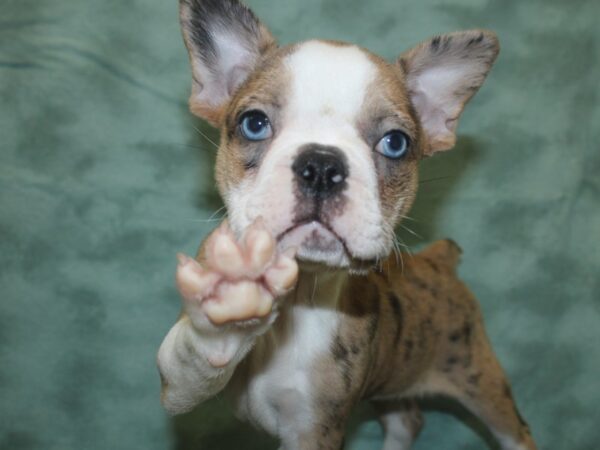 Frenchton DOG Female CHOC MERLE 8356 Petland Rome, Georgia