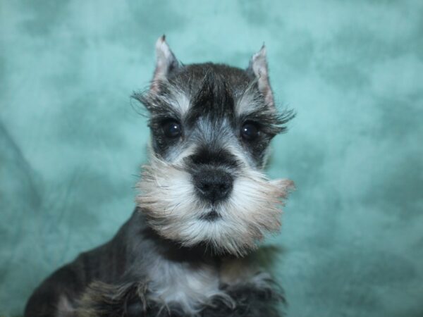 Miniature Schnauzer DOG Female SALT PEPPER 18768 Petland Rome, Georgia