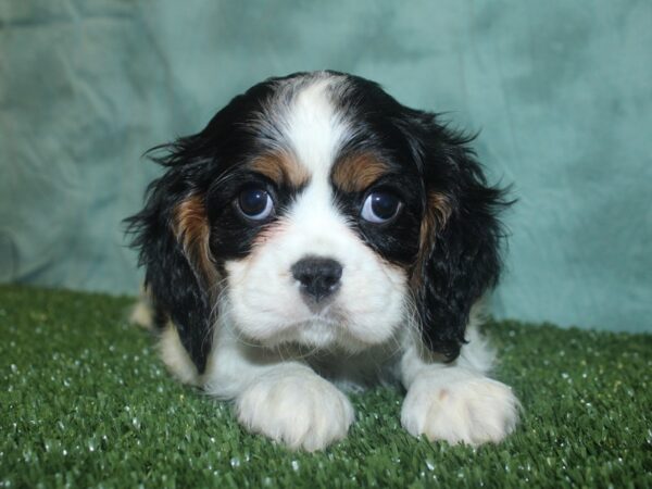 Cavalier King Charles Spaniel DOG Male TRI 18767 Petland Rome, Georgia