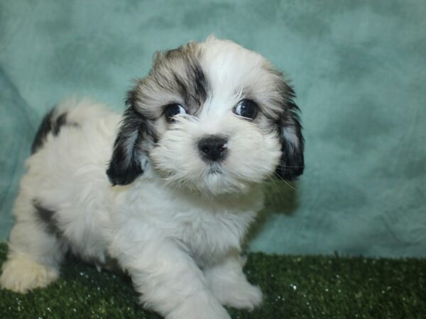 Teddy DOG Male Brown White 18765 Petland Rome, Georgia