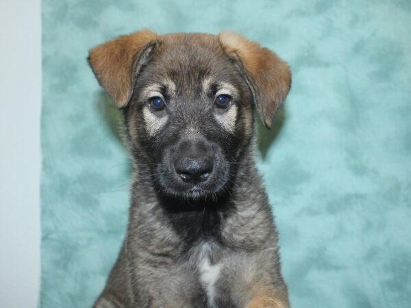 German Shepherd DOG Male Sable 18764 Petland Rome, Georgia