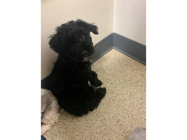 Yorkie Poo DOG Female BLK 18772 Petland Rome, Georgia