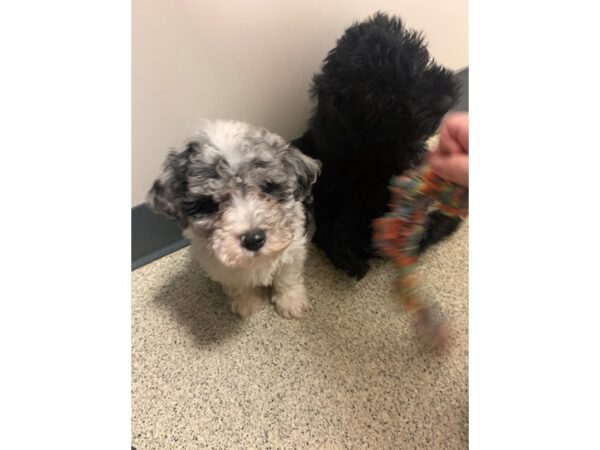 Bichapoo DOG Male BLUE MERLE 18771 Petland Rome, Georgia