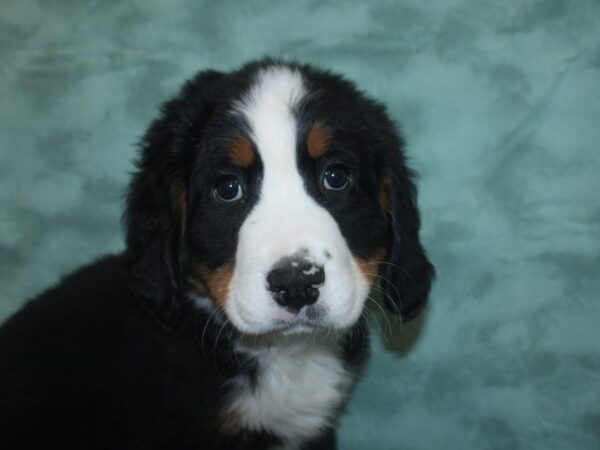 Bernese Mountain Dog DOG Male Black Rust / White 18780 Petland Rome, Georgia