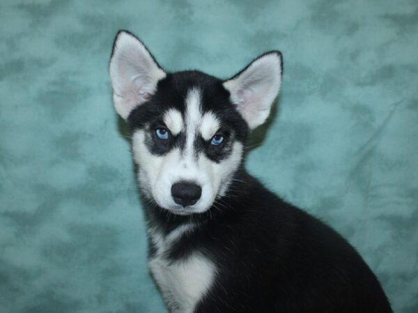 Siberian Husky DOG Male Black / White 18783 Petland Rome, Georgia