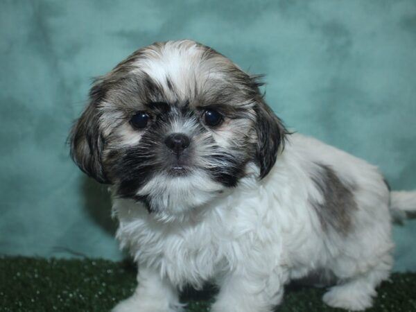 Shih Tzu DOG Female Sable / White 18782 Petland Rome, Georgia