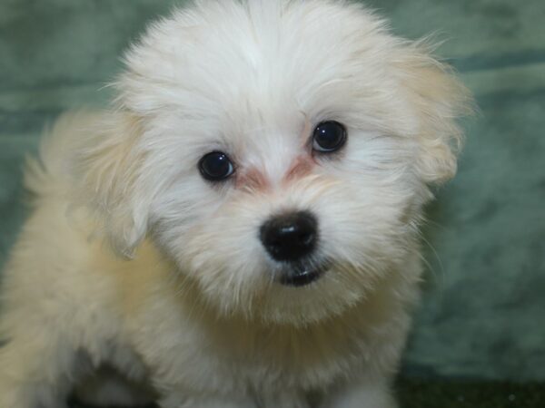 Coton De Tulear-DOG-Female-White-18791-Petland Rome, Georgia