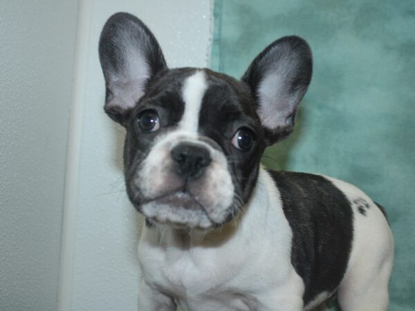 French Bulldog DOG Female Brindle and White 18786 Petland Rome, Georgia