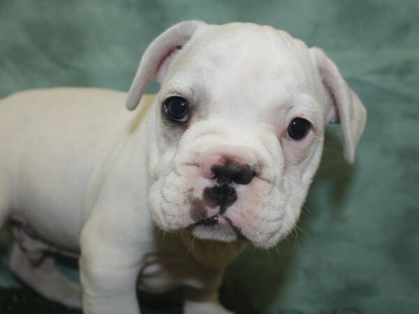 French Bulldog DOG Male Cream 18787 Petland Rome, Georgia