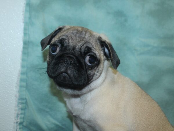 Pug DOG Male Fawn 18788 Petland Rome, Georgia