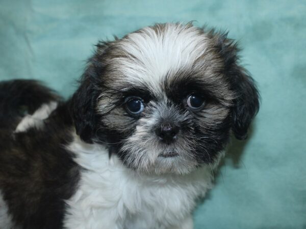 Shih Tzu DOG Male Brindle and White 18789 Petland Rome, Georgia