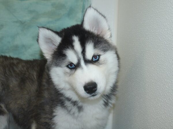 Siberian Husky DOG Female Black Grey and White 18790 Petland Rome, Georgia