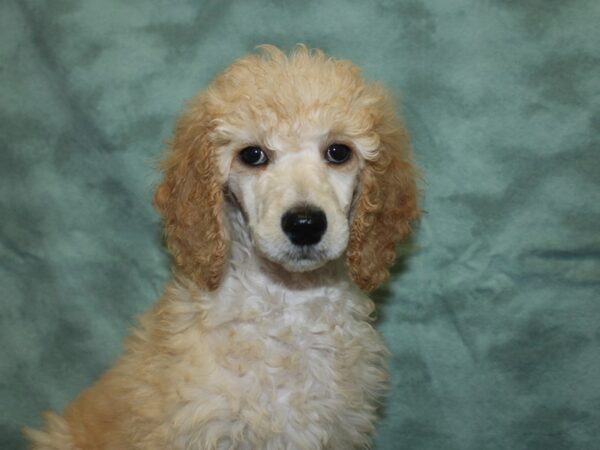 Standard Poodle-DOG-Female-Cream-18794-Petland Rome, Georgia