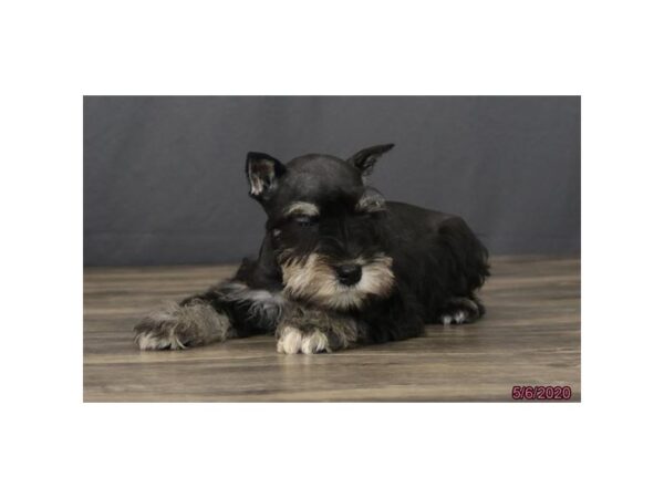 Miniature Schnauzer DOG Female Black / Silver 8370 Petland Rome, Georgia