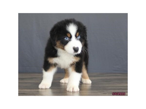 Australian Shepherd DOG Male Black 8372 Petland Rome, Georgia