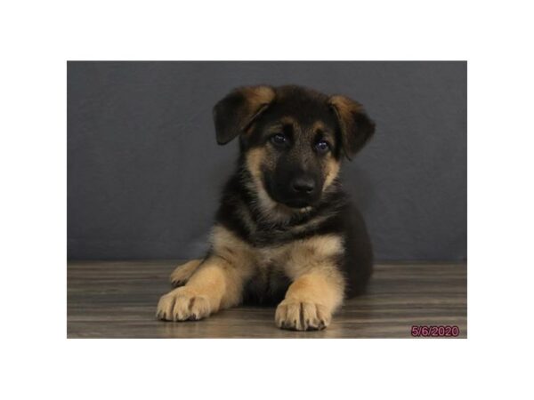 German Shepherd Dog DOG Male Black / Tan 8373 Petland Rome, Georgia