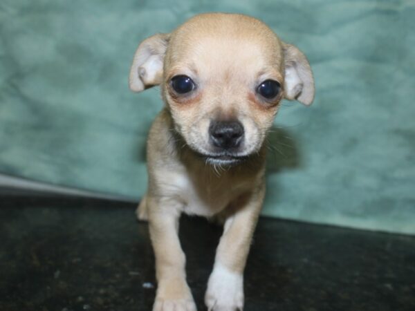 Chihuahua DOG Male Fawn 18801 Petland Rome, Georgia