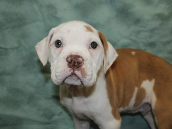 Olde English Bulldog DOG Male Fawn / White 18800 Petland Rome, Georgia