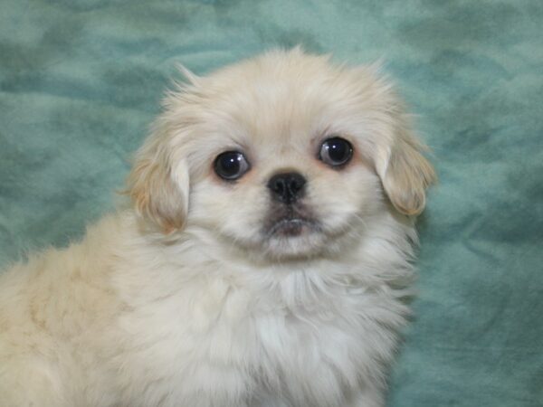 Pekingese DOG Female Cream / White 18799 Petland Rome, Georgia