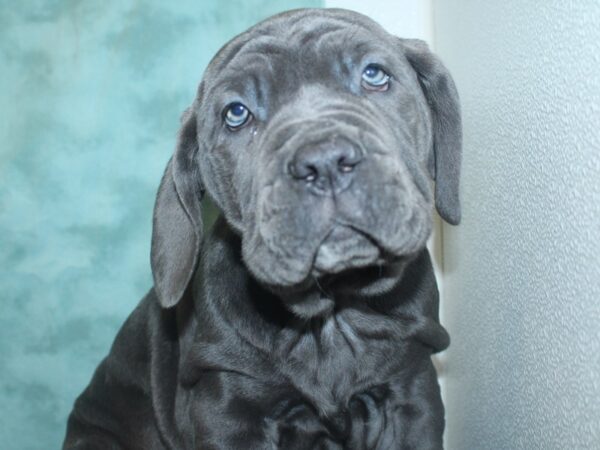 Neapolitan Mastiff DOG Male Blue 18798 Petland Rome, Georgia