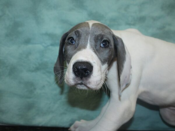 Great Dane DOG Female Blue 18797 Petland Rome, Georgia