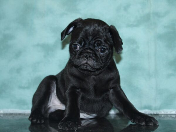 Pug DOG Male BLK 8382 Petland Rome, Georgia