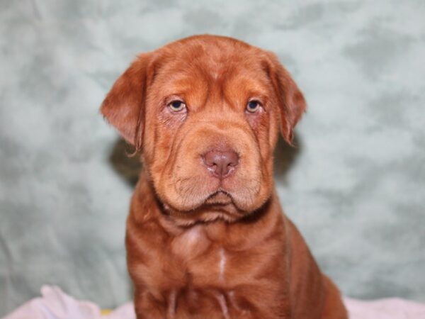 Mini Hippo DOG Male BUFF 8381 Petland Rome, Georgia