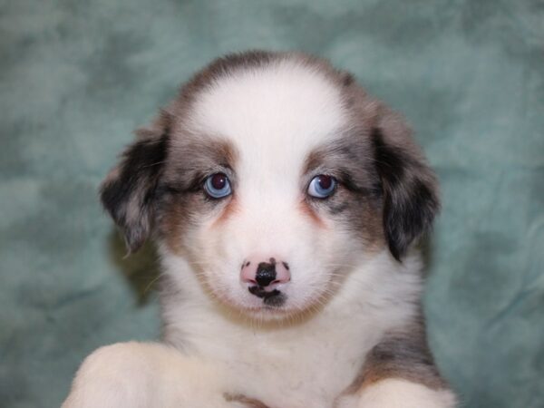 Mini American Shepherd-DOG-Female-BLUE MERLE-8377-Petland Rome, Georgia