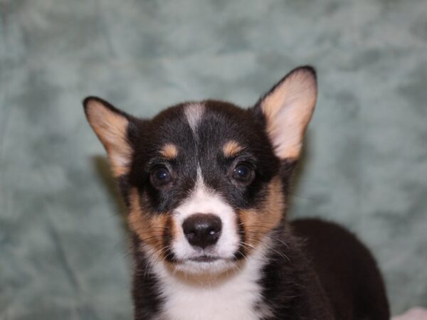 Pembroke Welsh Corgi DOG Female TRI 8380 Petland Rome, Georgia