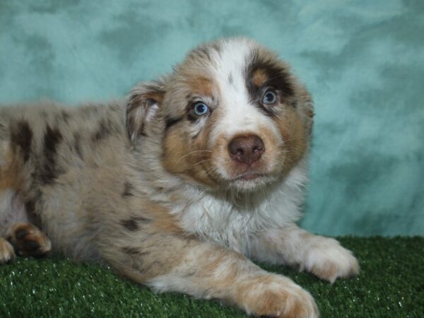 Australian Shepherd DOG Male Red Merle 18804 Petland Rome, Georgia