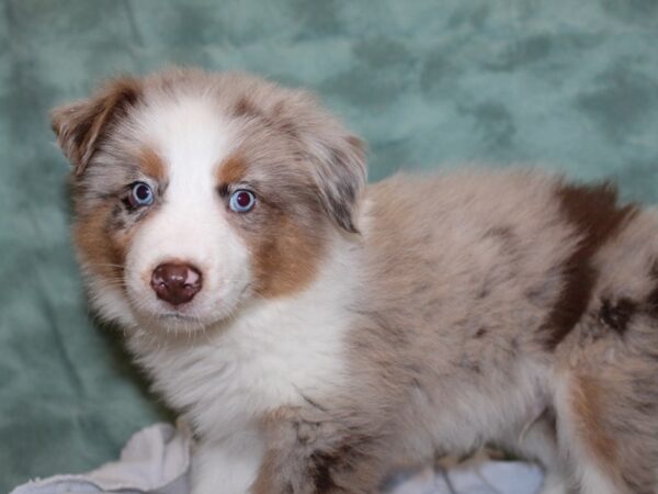 Australian Shepherd DOG Male Red Merle 8375 Petland Rome, Georgia