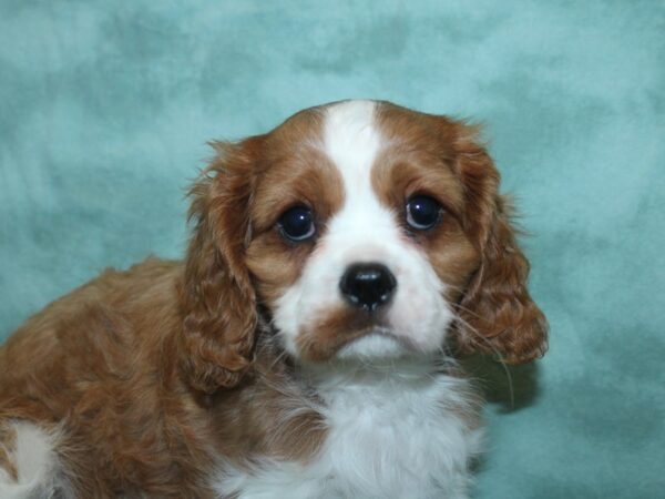 Cavalier King Charles Spaniel DOG Male BLENHEIM 18808 Petland Rome, Georgia