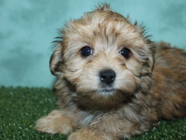 Morkie DOG Male BEIGE 18806 Petland Rome, Georgia