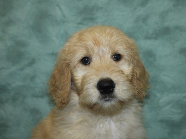 Goldendoodle DOG Female Golden 18805 Petland Rome, Georgia