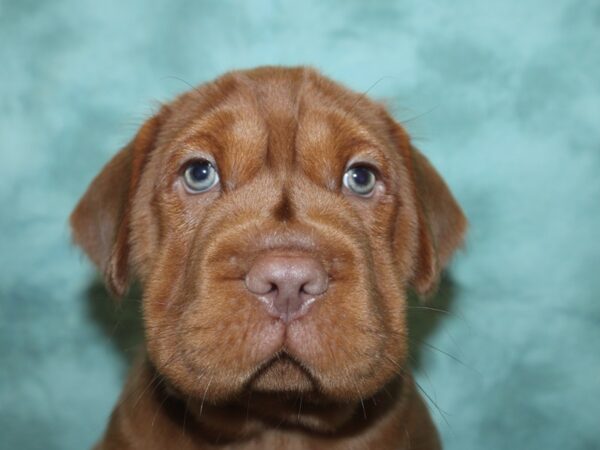 Mini Hippo-DOG-Male-BUFF-18810-Petland Rome, Georgia