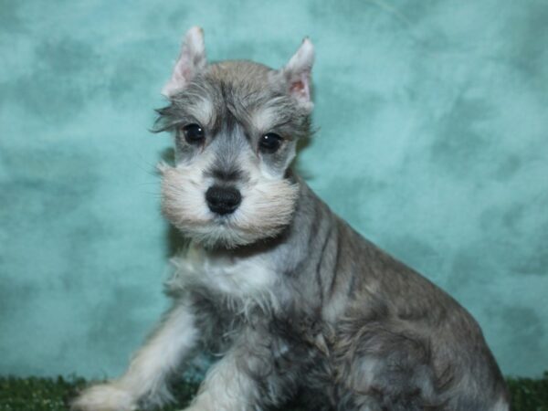 Miniature Schnauzer DOG Male SALT PEPPER 18807 Petland Rome, Georgia