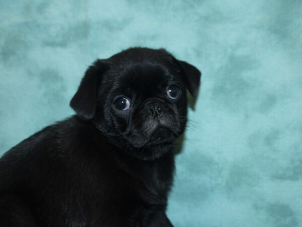 Pug DOG Male BLK 18811 Petland Rome, Georgia