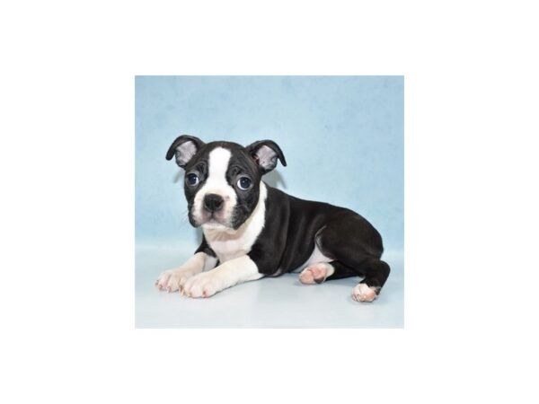 Boston Terrier DOG Female Black Brindle and White 18814 Petland Rome, Georgia