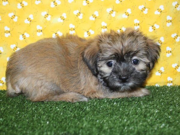 Yochon-DOG-Male-BIEGE-8390-Petland Rome, Georgia