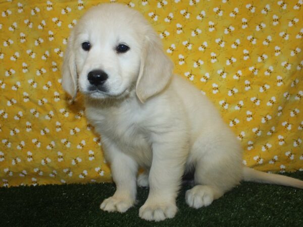 Golden Retriever DOG Male LIGHT GOLDEN 8383 Petland Rome, Georgia