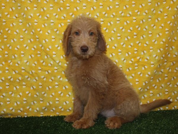 Labradoodle DOG Female Cream 8384 Petland Rome, Georgia