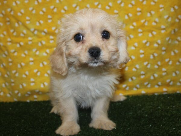 Cavachon DOG Female BLENHEIM 8389 Petland Rome, Georgia