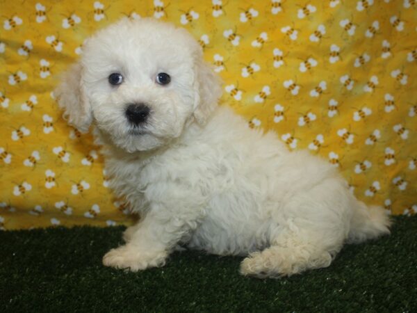 Bichapoo DOG Male WHITE 8391 Petland Rome, Georgia