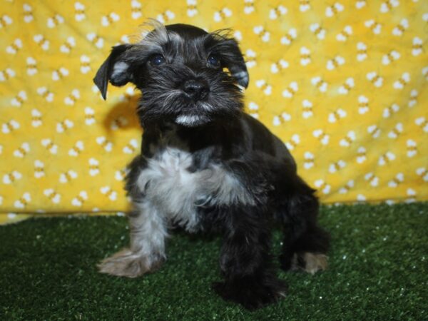 Mini Schnauzer-DOG-Female-BLK-8388-Petland Rome, Georgia